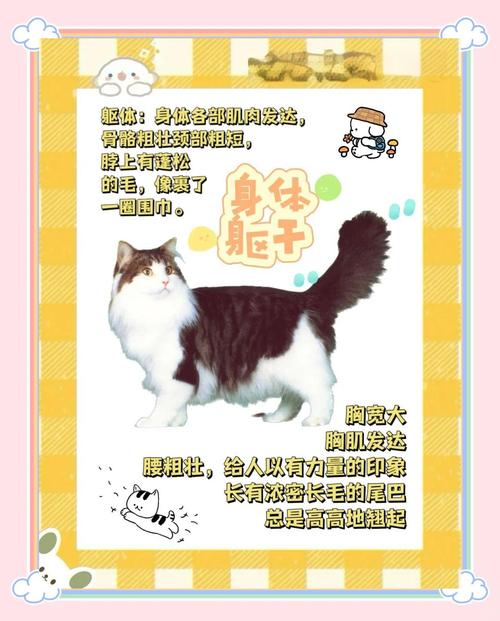 挪威森林猫需要定期检查的健康项目