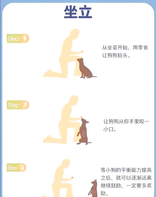 提高狗狗社交能力的训练技巧