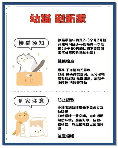 斯可可猫日常护理技巧让宠物更健康快乐