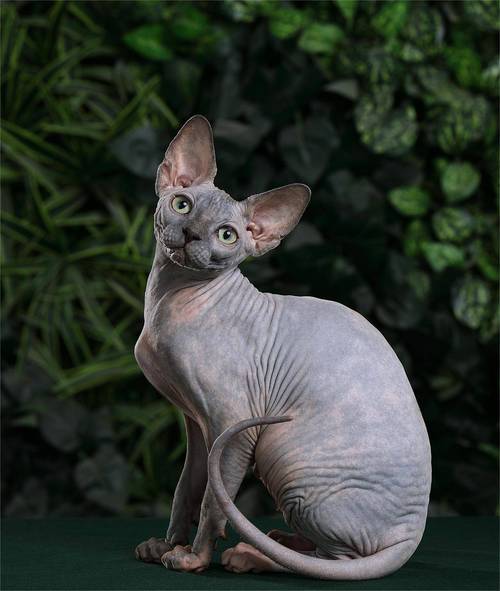 斯芬克斯猫-斯芬克斯猫品种标准