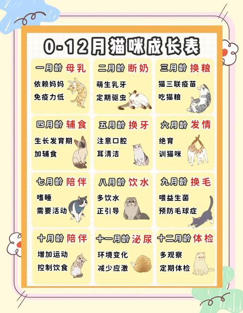 新手养猫必看 小猫咪从零开始的喂养与训练技巧