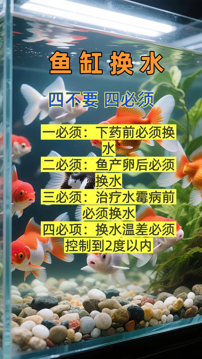 新手必看宠物鱼的水质调控与疾病预防技巧