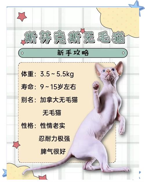 无毛猫是否适合过敏体质的人养