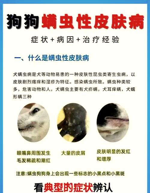 视频：狗狗长癣结痂了怎么治疗呢？