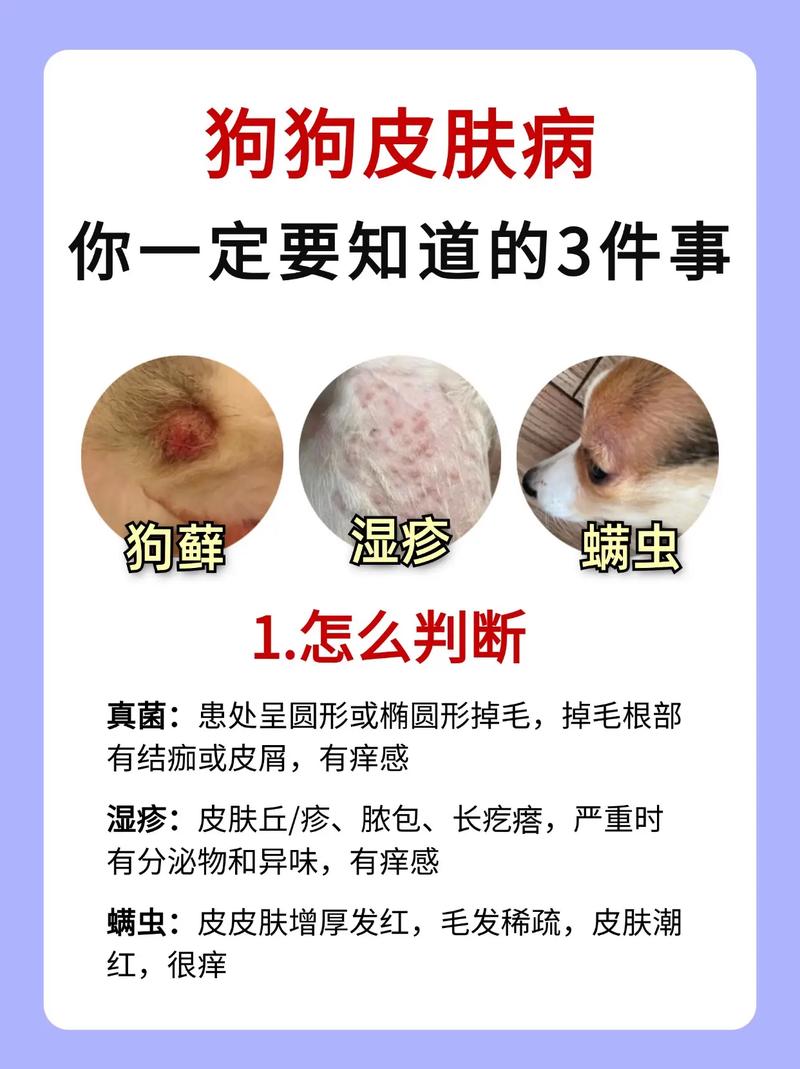 视频：狗狗阴囊上的皮肤病是怎么引起的呢？