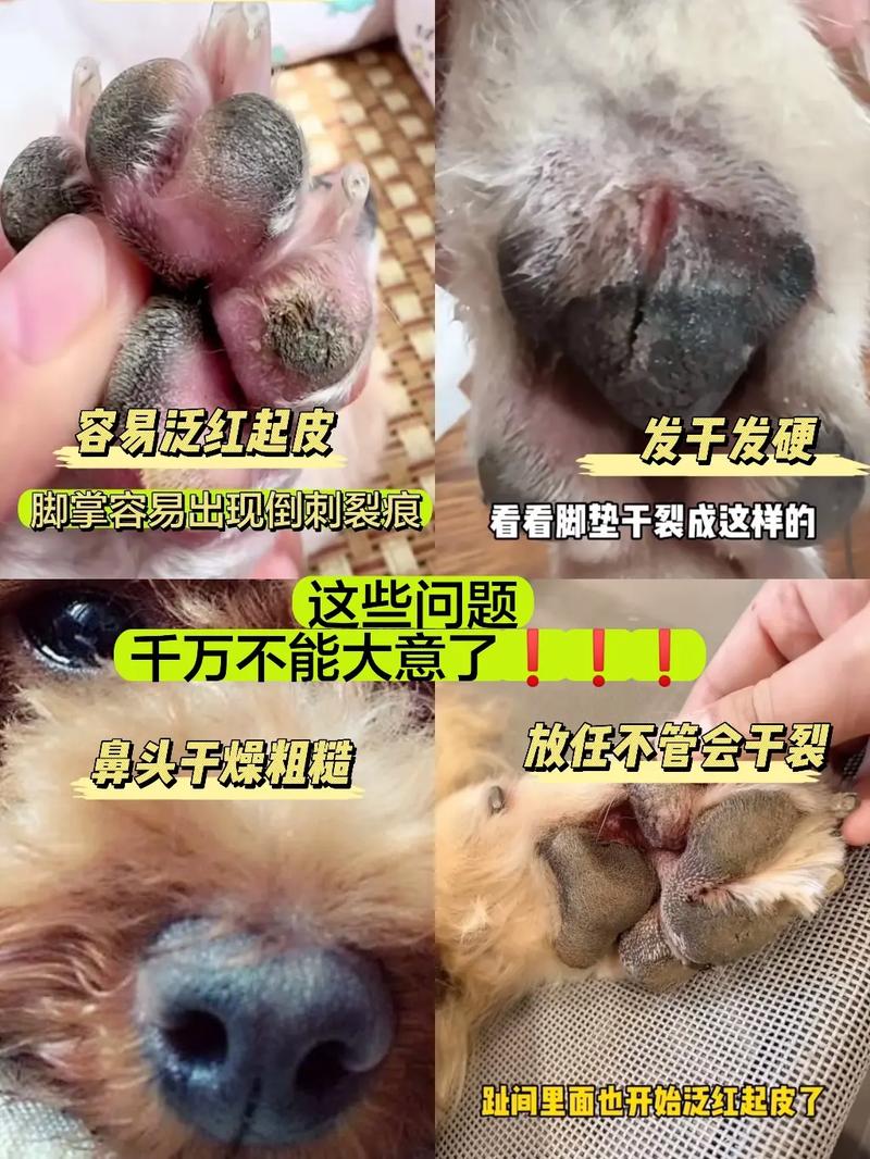 视频：狗狗鼻子上长癣用什么药呢？