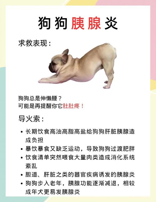 视频：胰腺炎的狗狗可以吃鱼油吗？