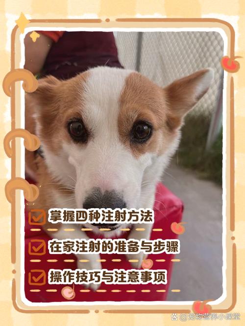视频：自己可以给狗狗打疫苗吗？