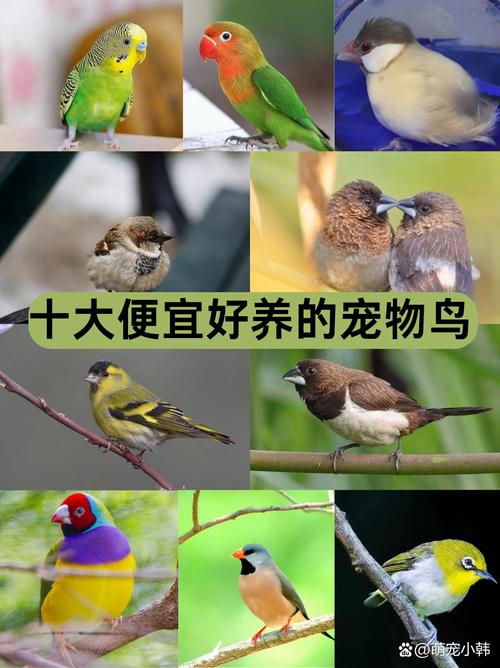 让你的宠物鸟享受丰富的社交生活从合适的伙伴开始