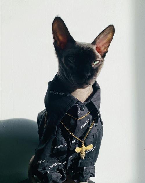 让加拿大无毛猫远离常见疾病的有效护理措施