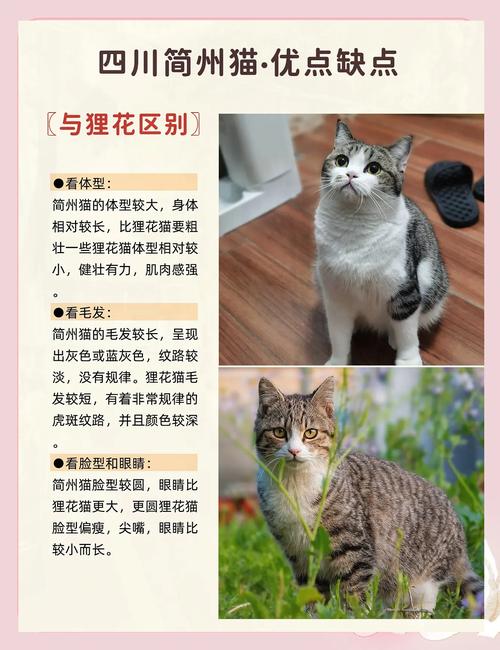 让简州猫保持活力与健康的喂养要点
