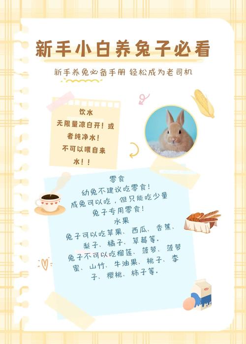 训练宠物兔快速适应家庭环境的方法