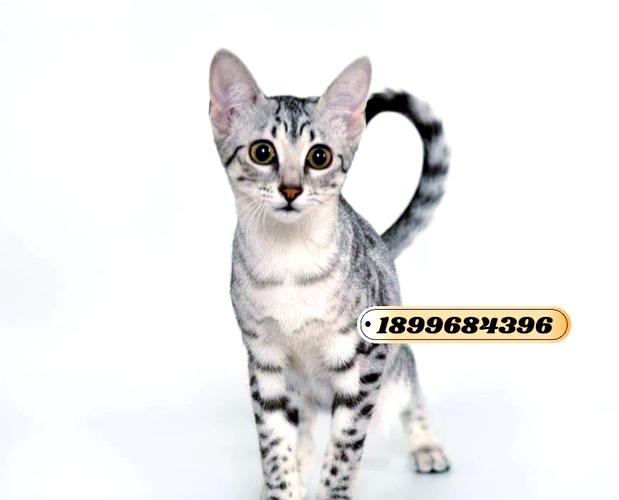 豹猫毛发护理全攻略 防止掉毛和皮肤问题