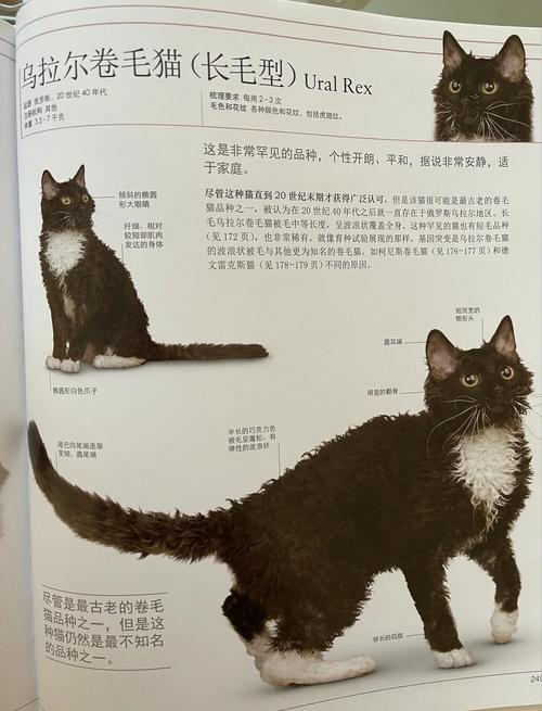 辛加普拉猫-Singapura猫科普