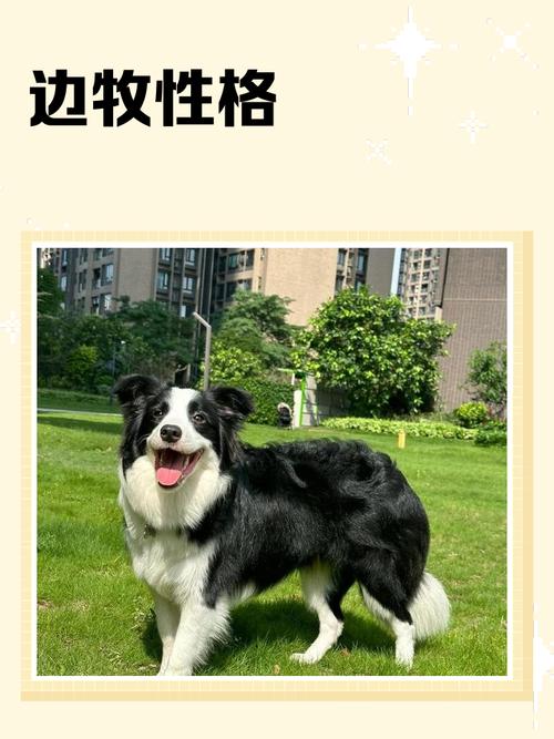 边牧犬的性格特点及养护技巧全解析