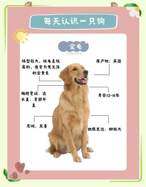 金毛犬性格解析让你更了解它的温顺与活泼