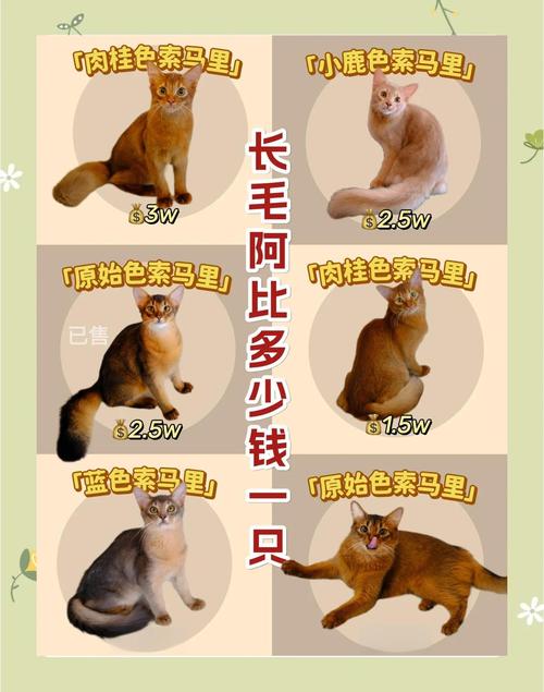 阿比西尼亚猫的繁殖与育种知识