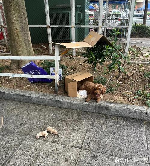 主人搬家遗弃两只泰迪，狗狗守着旧行李苦等