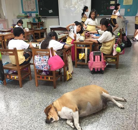 学生在拍毕业照，生活在校园的流浪狗坐到了最前排！