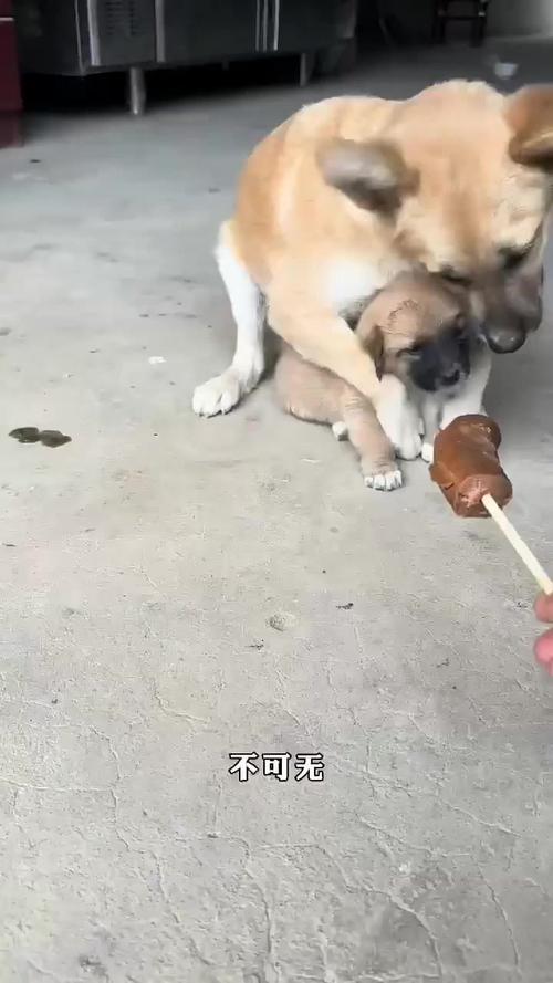 小狗想吃主人手里的香肠，被狗妈拦住教育！