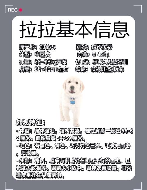 拉布拉多犬的致命缺点，你能忍吗？