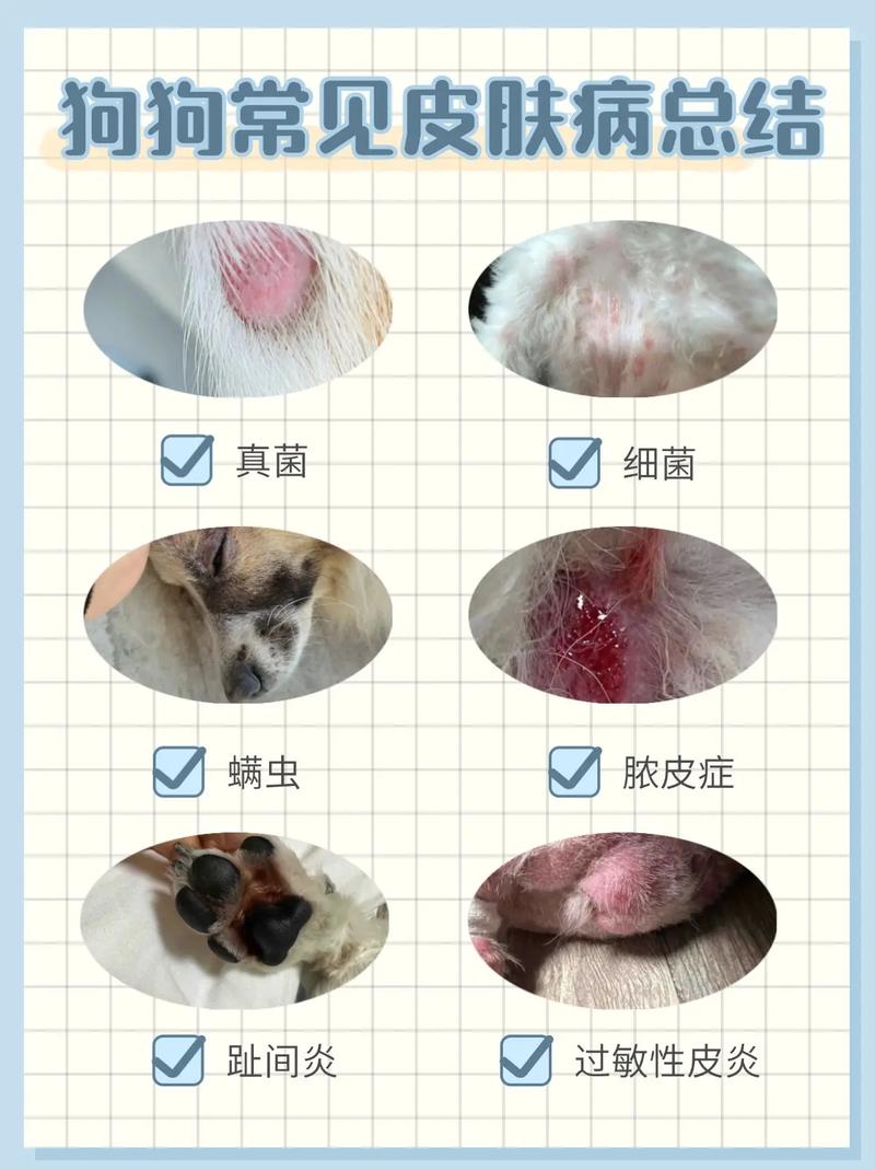 狗狗身上有脓包是什么皮肤病？