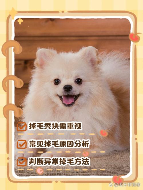 狗狗身上脱毛、秃了一块是怎么回事？
