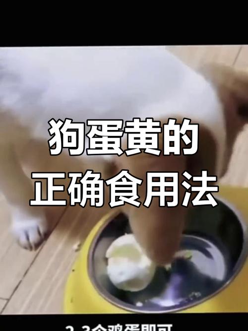 视频：四个月的狗狗多久吃一次蛋黄？
