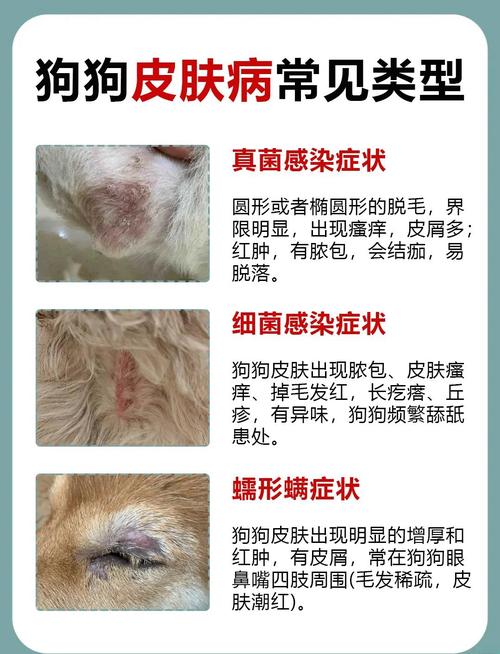 视频：如何预防狗狗感染皮肤病？