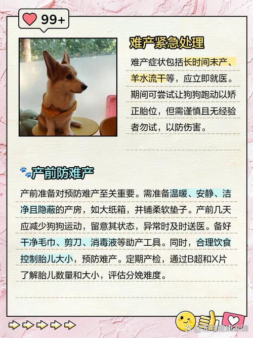 视频：怎么样可以给狗狗催产？