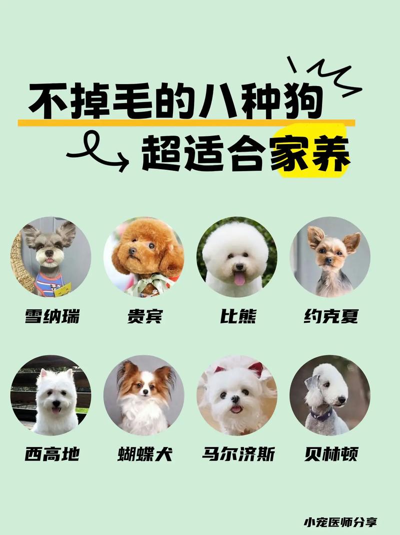 视频：狗狗不长毛是怎么回事？