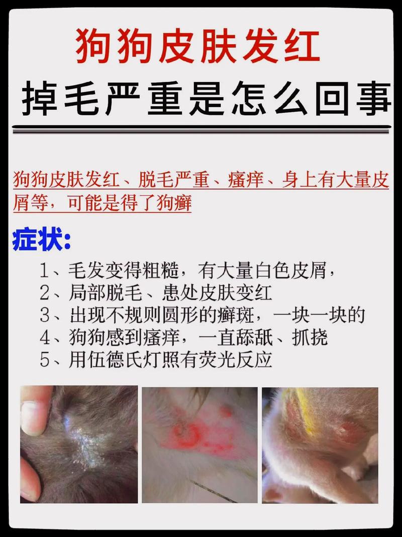 视频：狗狗严重掉毛是癣吗？