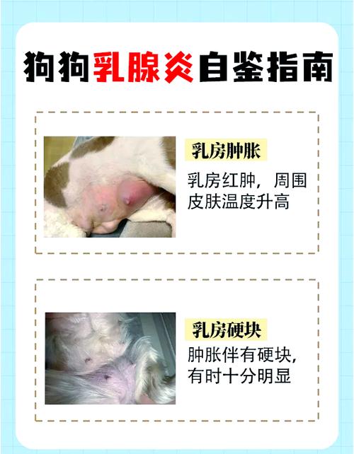 视频：狗狗乳头上有结痂是怎么回事呢？