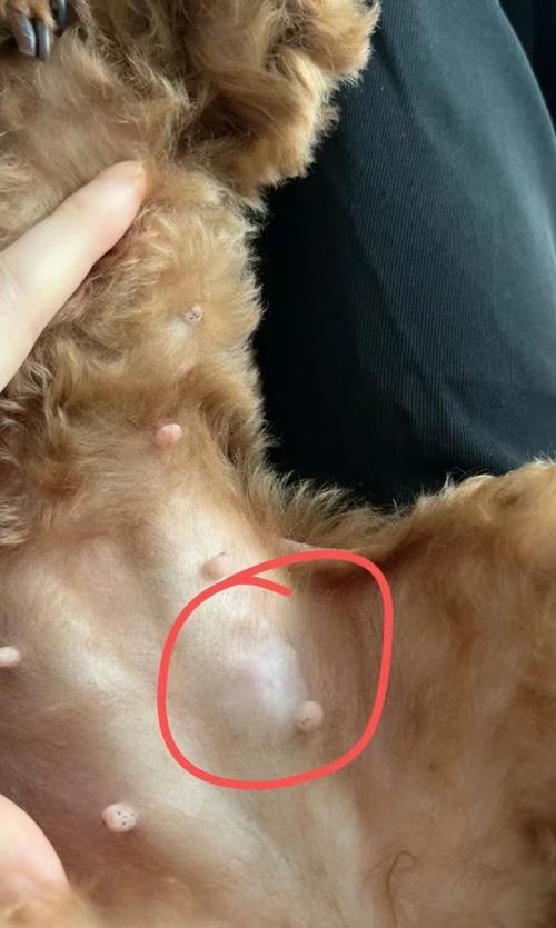 视频：狗狗乳腺结节该怎么办呢？