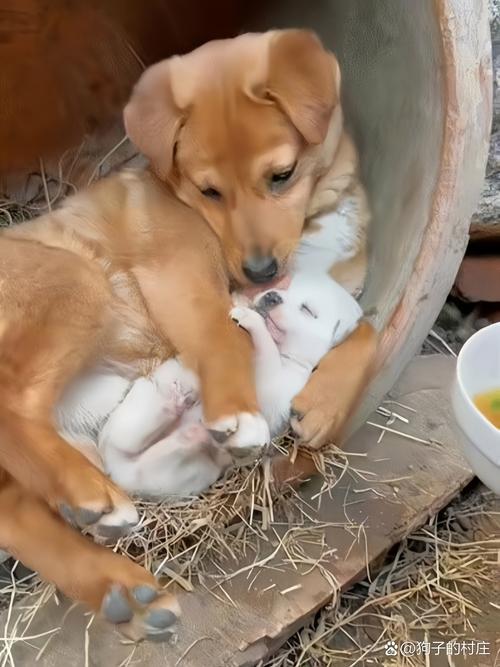 视频：狗狗产后需要坐月子吗？