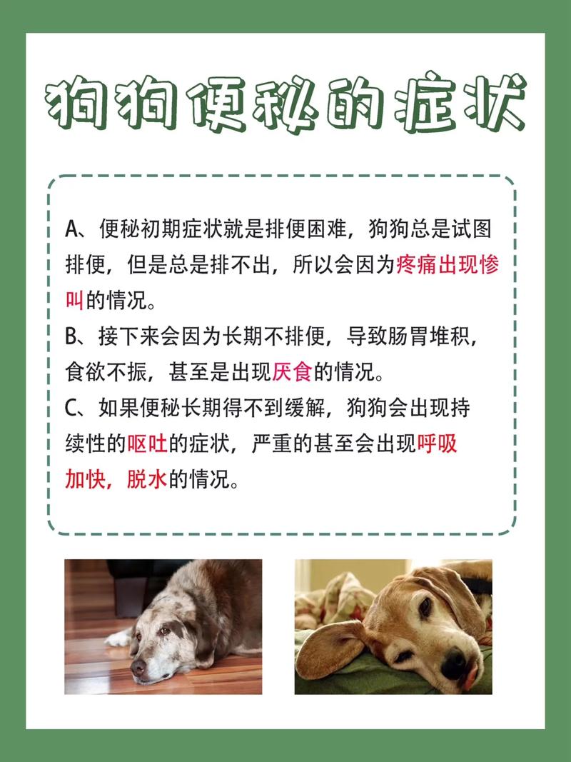 视频：狗狗便秘怎么促进排便呢？