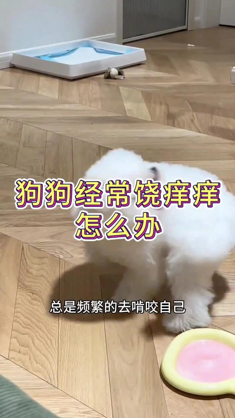 视频：狗狗全身又挠又啃是怎么回事呢？