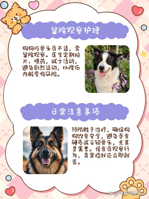 视频：狗狗吃骨头不消化有什么办法呢？