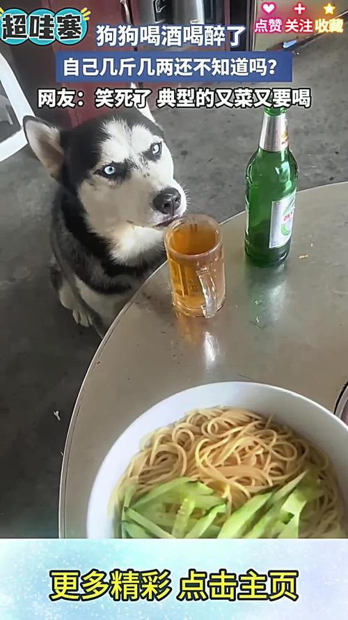 视频：狗狗喝醉了会怎么样？