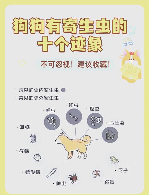 视频：狗狗如何预防感染寄生虫呢？