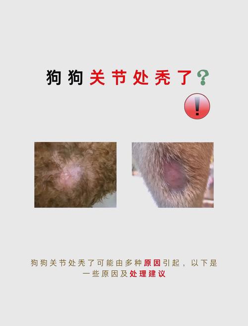 视频：狗狗掉毛都有啥原因？