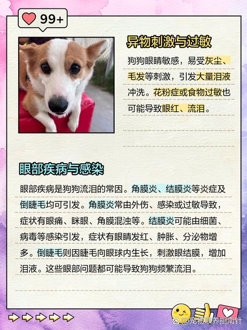 视频：狗狗流眼泪、频繁眨眼是怎么回事？
