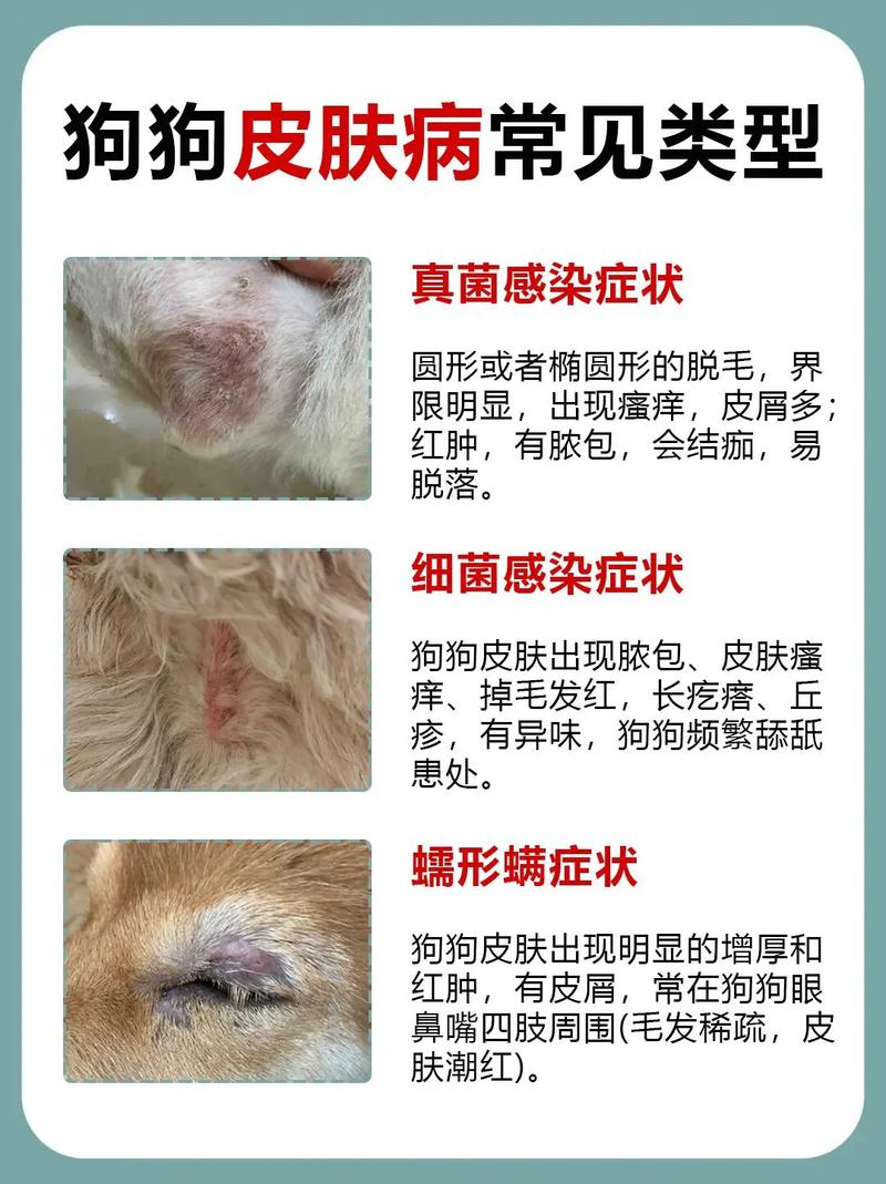 视频：狗狗的皮肤掉毛得了皮肤病怎么办？