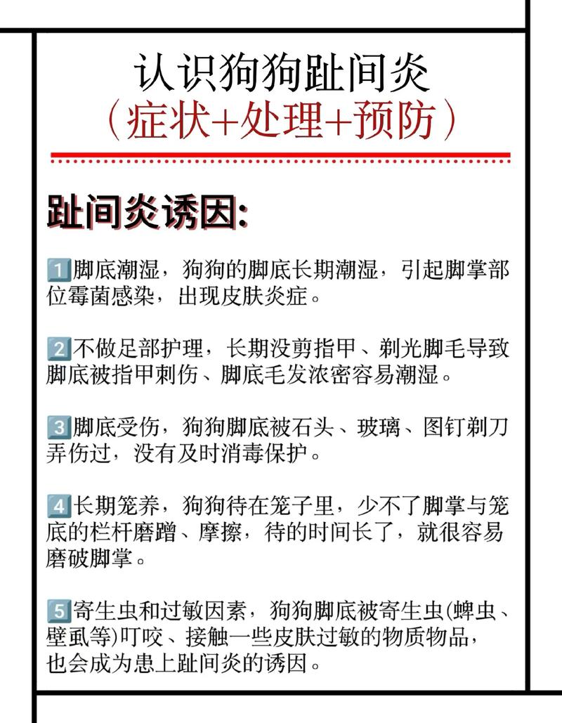 视频：狗狗脚丫真菌感染该怎么治疗呢？