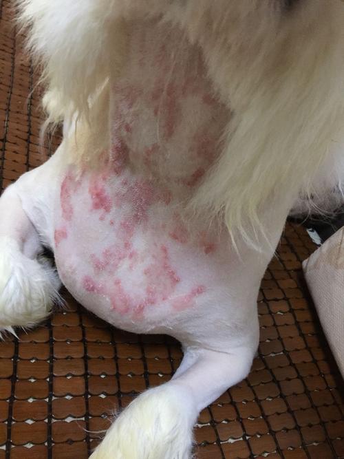 视频：狗狗身上像结痂一样是什么皮肤病呢？