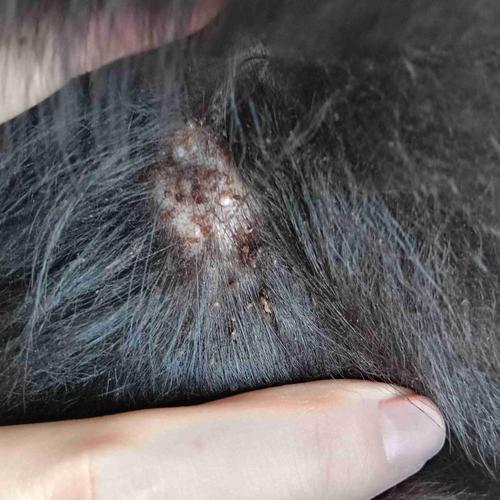 视频：狗狗身上出现结痂和硬块是怎么回事？
