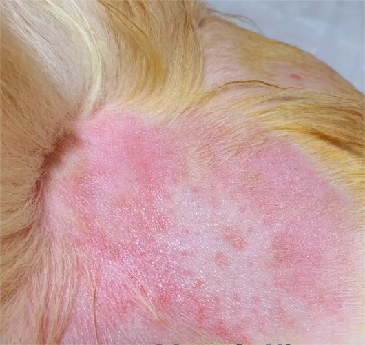 视频：狗狗身上秃了一块还发红是怎么回事？