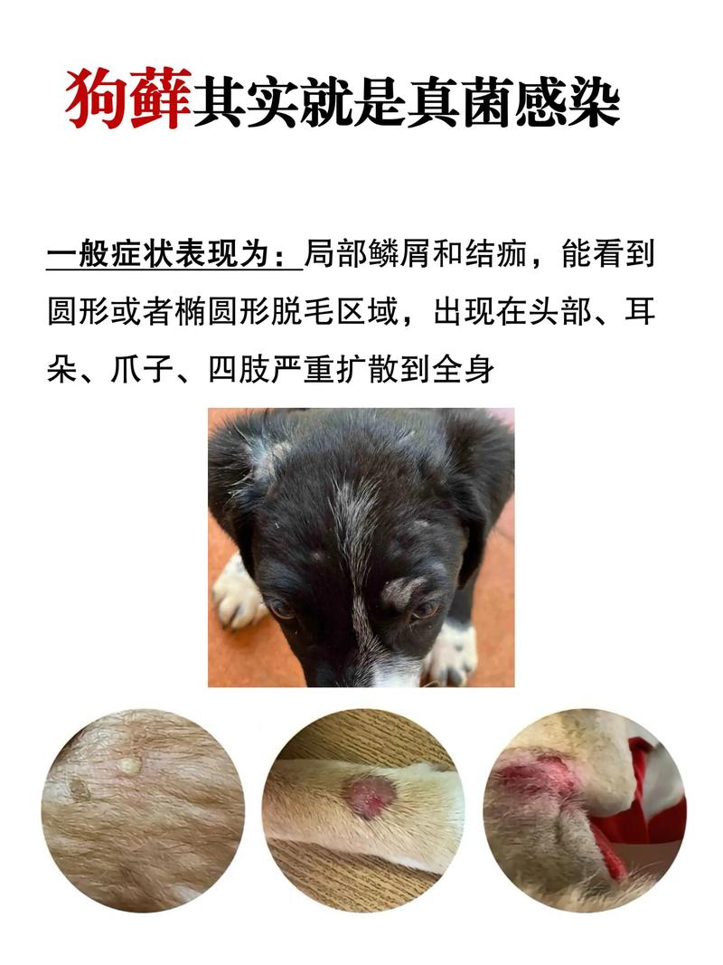 视频：狗狗身上长癣、掉毛是什么原因呢？
