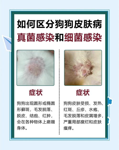 视频：狗狗身上长癣怎么办？