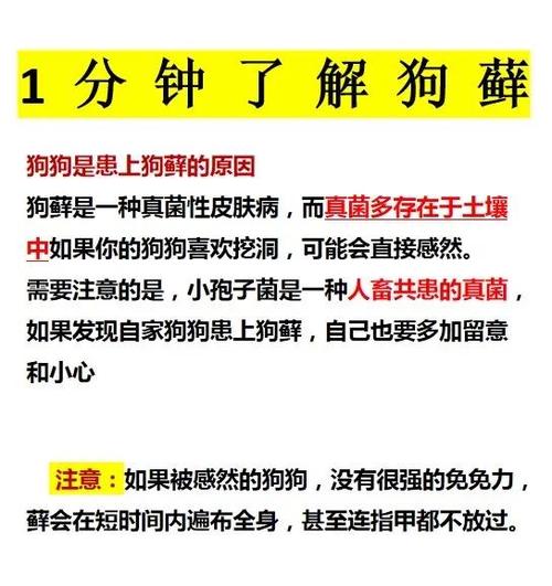 视频：狗狗身上长癣怎么办？用什么药呢？